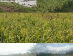 Di Duga Kuat Kampung Teladas Menerima Punggil Sewa Sawah Yang Masih Dalam Proses Setatus Quo. Antara Adat Dan Kampung.